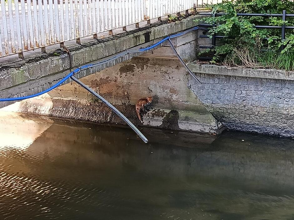 Lis siedzący pod mostem, w Kanale Raduni, z którego nie może wyjść z powodu wysokich ścian