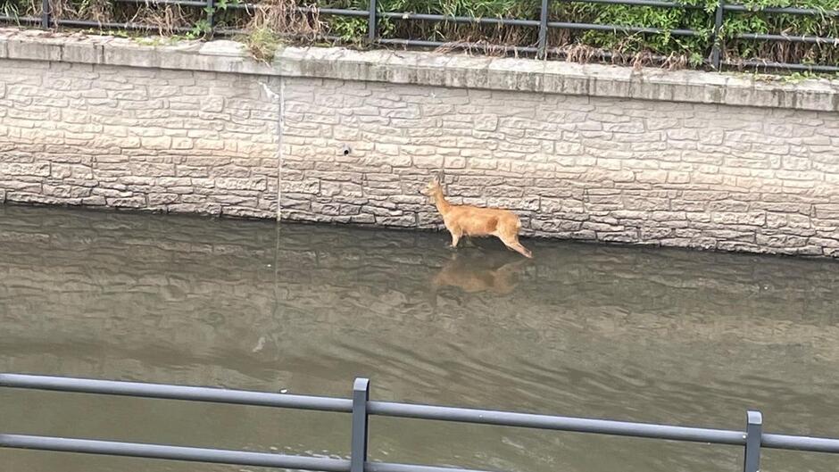 Sarna uwięziona w kanale raduni