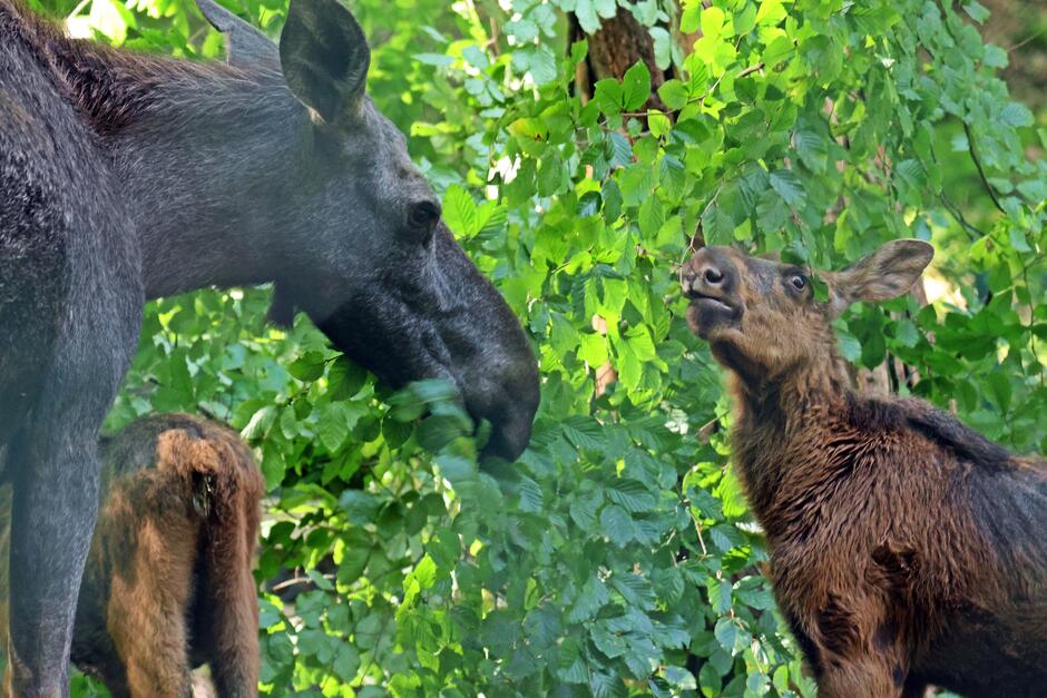 małe łosie z mamą foT. Paweł Ciesielski Zoo Gdańsk.JPG