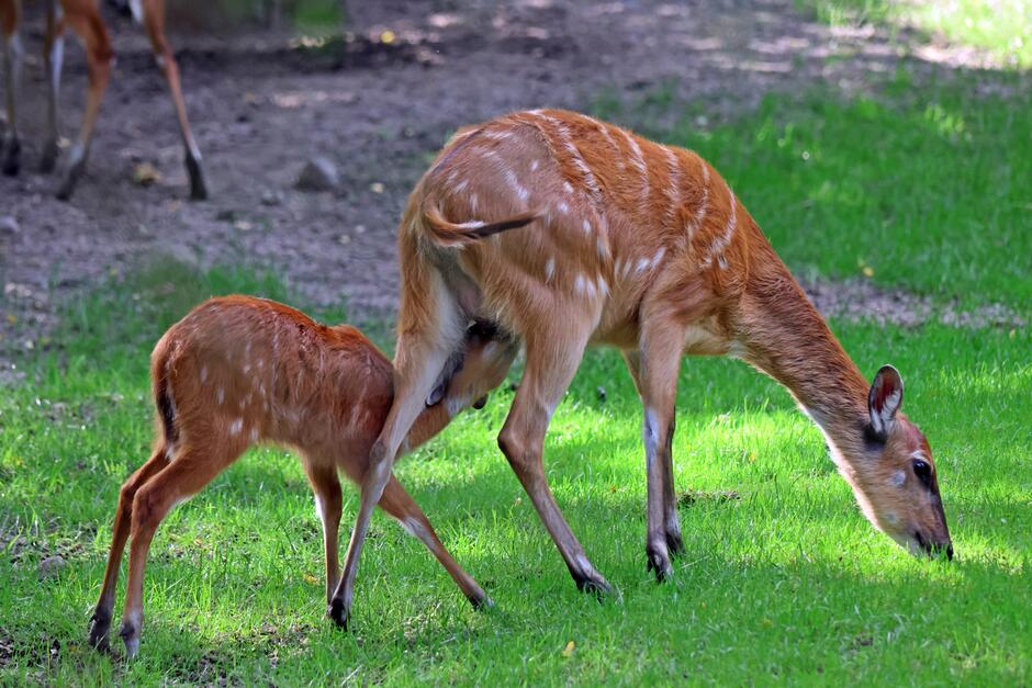 mała sitatunga fot. PaweŁ Ciesielski.JPG