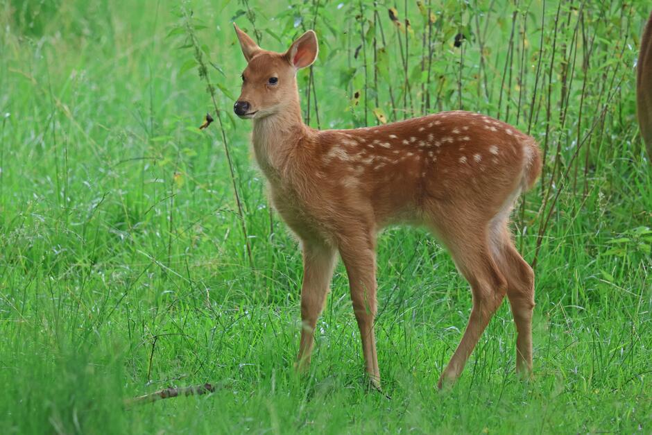 młoda barasinga .JPG
