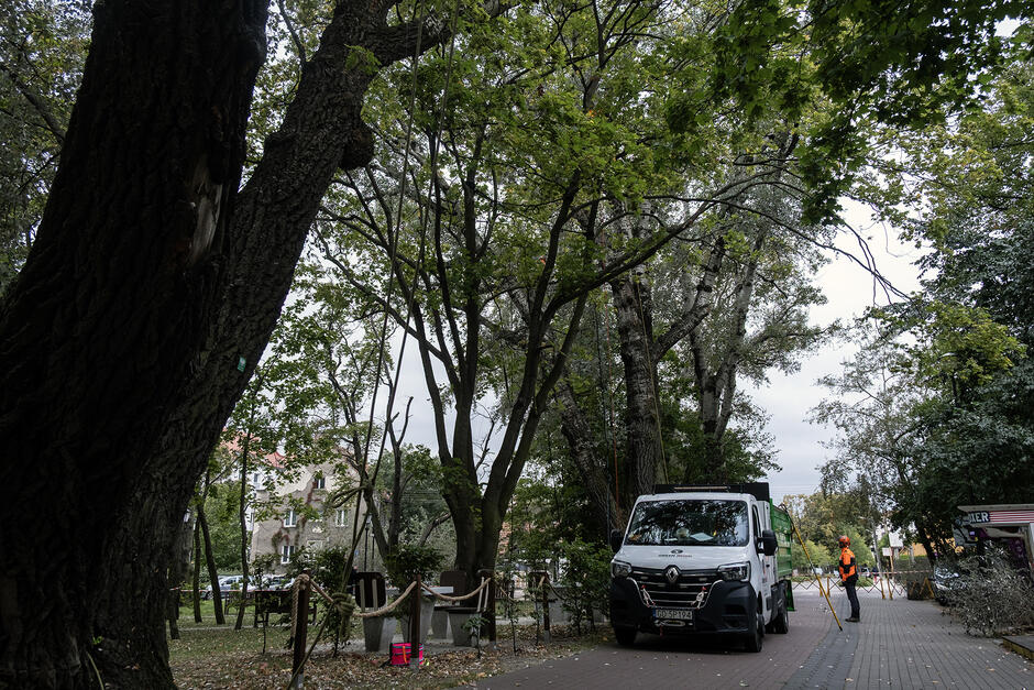 Samochód dostawczy stoi na ścieżce rowerowej obok wysokiego drzewa, obok stoi mężczyzna w pomarańczowym kombinezonie i w kasku.