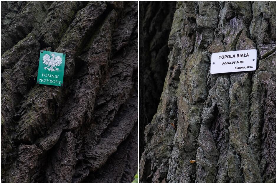 Kolaż dwóch zdjęć pokazujących drzewo. Na jednym zdjęciu tabliczka z napisem pomnik przyrody , na drugim tabliczka z napisem  topola biała 