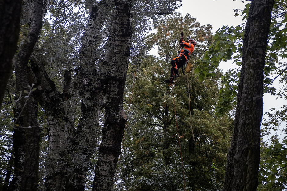 Mężczyzna w pomarańczowym kombinezonie i kasku wisi na linie na drzewie.
