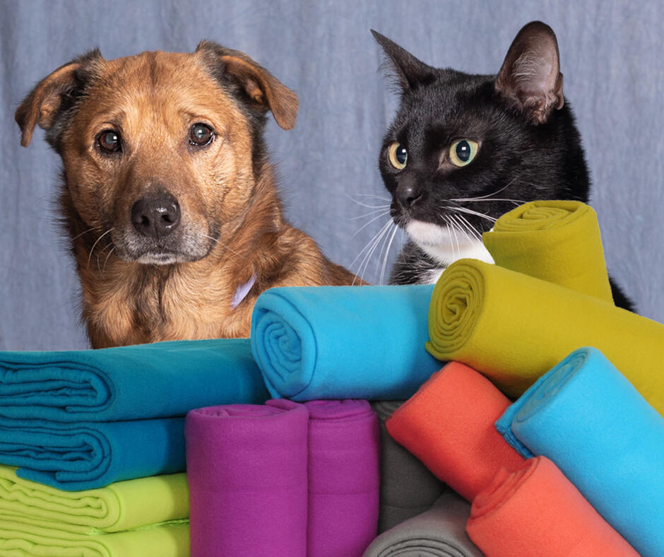 Kot i pies siedzą za stosem koców. 