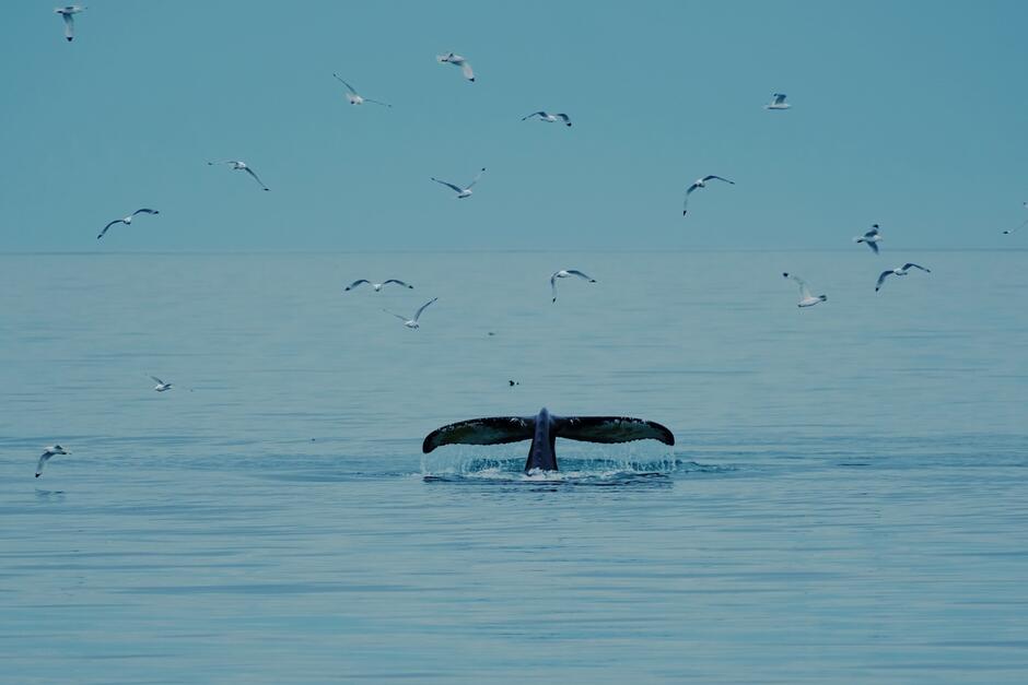 Na spokojnym, błękitnym morzu widać ogon wieloryba wynurzający się z wody, otoczony lecącymi mewami. Scena emanuje ciszą i spokojem, a horyzont stapia się z bezchmurnym niebem.
