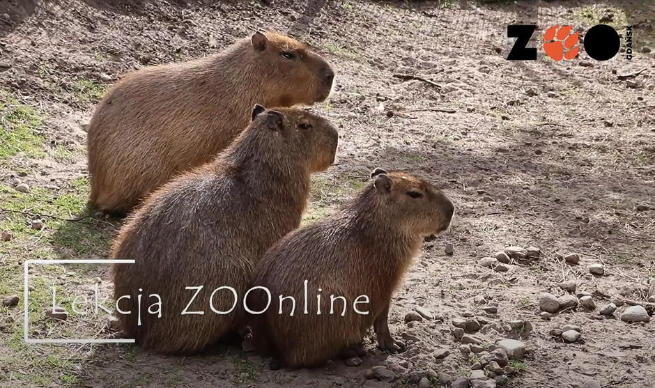 Grafika ze zdjęciem małych zwierzaków futerkowych i napisem Lekcja ZOOnline.