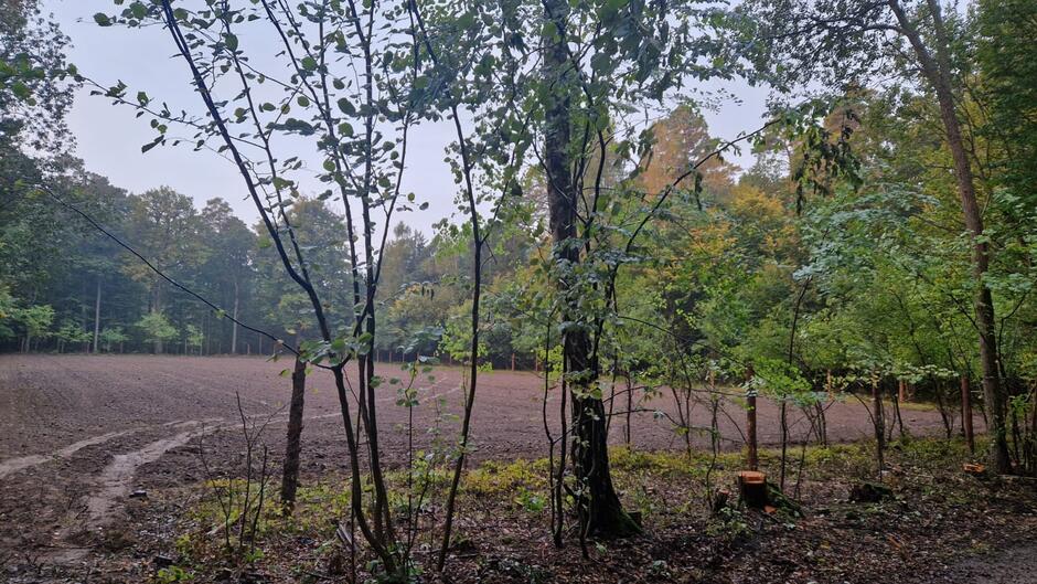 Zdjęcie przedstawia polanę w lesie otoczoną drzewami, z przygotowaną, zaoraną ziemią gotową do sadzenia.