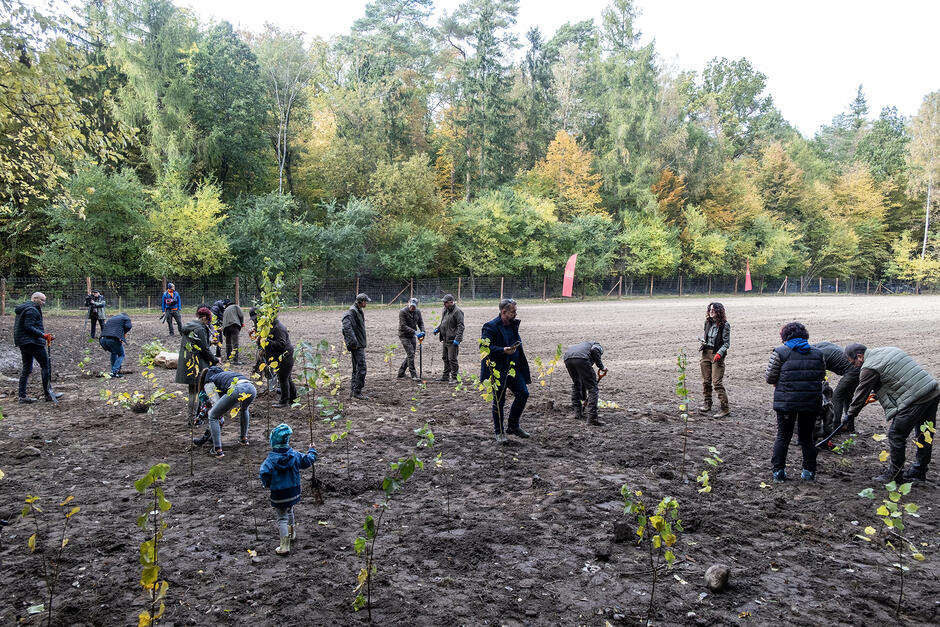 Ludzie sadzą na leśnej polanie drzewa.