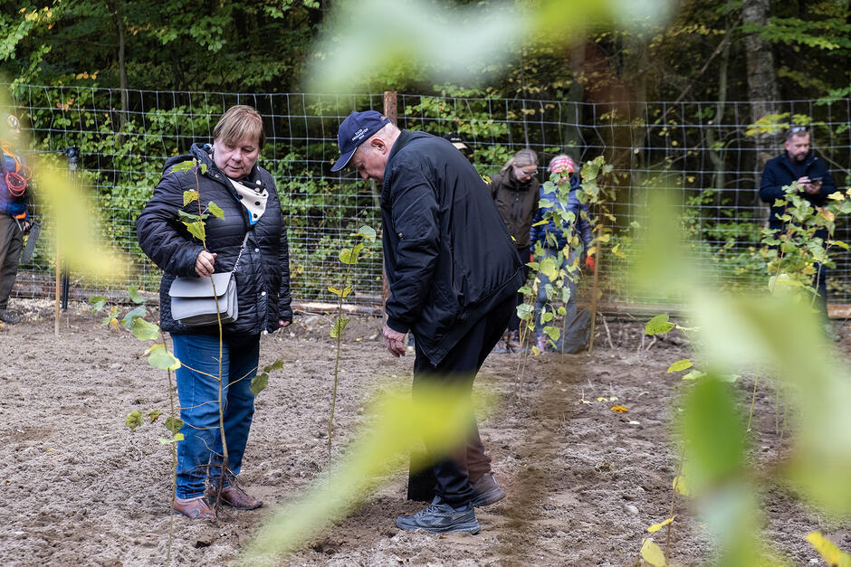 Ludzie sadzą drzewka na leśnej polanie.