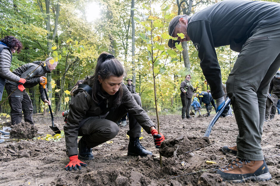 Ludzie sadzą na polanie las.
