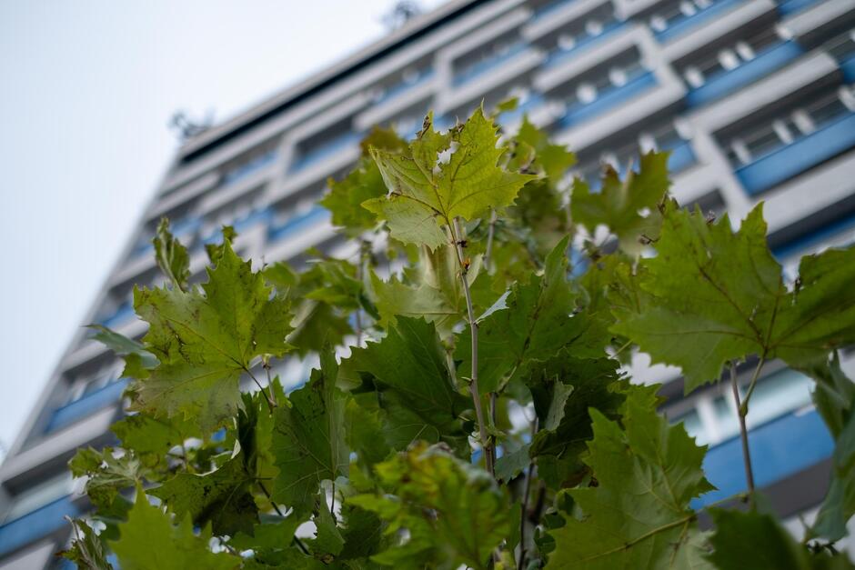 Na zdjęciu widać młode drzewo o zielonych liściach rosnące na tle nowoczesnego, wielopiętrowego budynku. Perspektywa z dołu podkreśla kontrast między naturą a miejską architekturą. 
