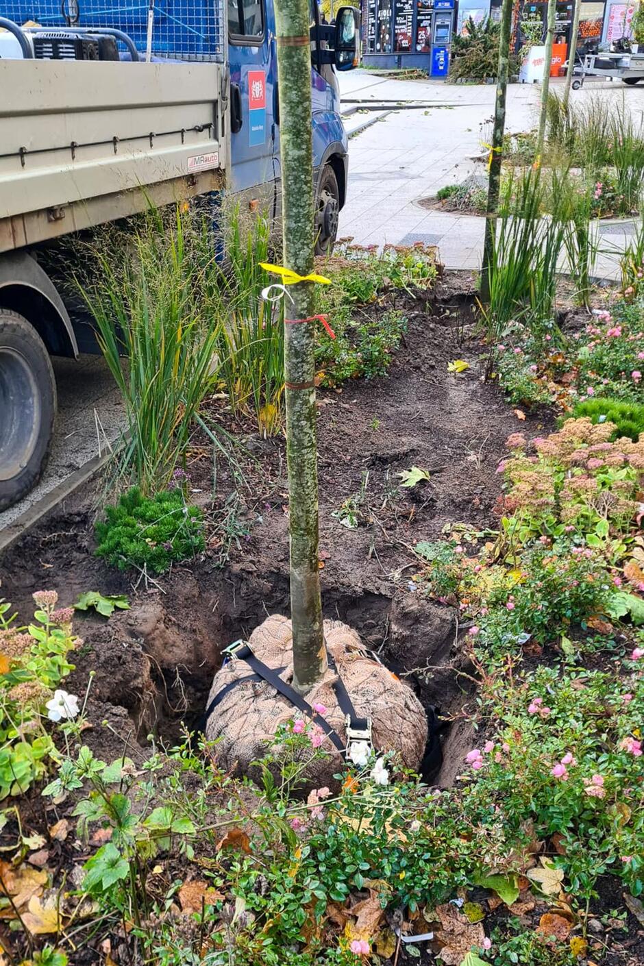 Na zdjęciu trwa sadzenie młodego drzewa, którego bryła korzeniowa została przygotowana do umieszczenia w ziemi. W tle widać samochód techniczny oraz fragment miejskiego chodnika otoczonego zielenią i kwiatami.
