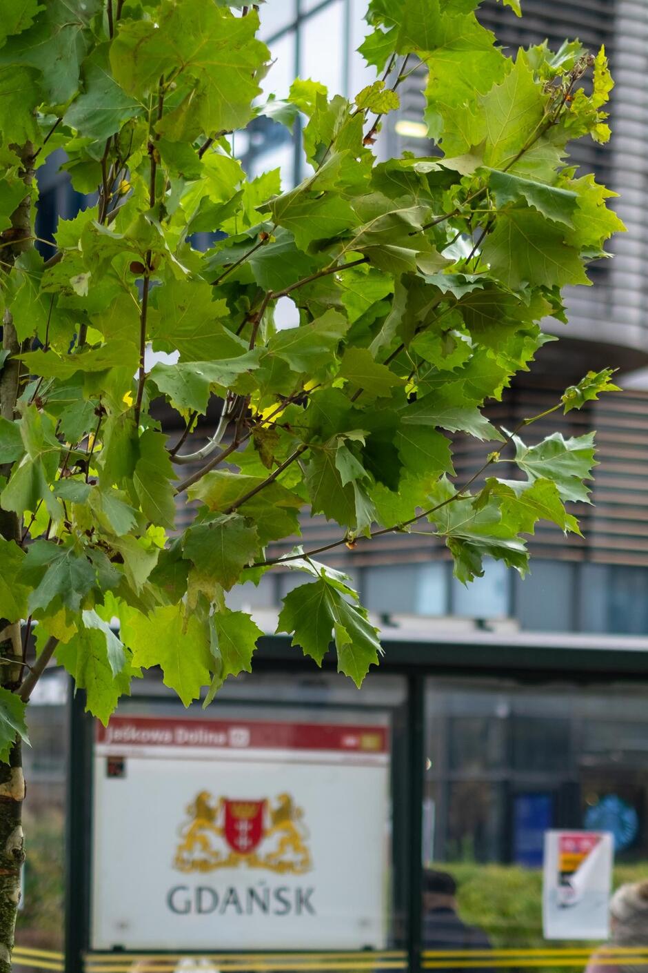 Na pierwszym planie widać gałęzie młodego drzewa o zielonych liściach, rosnącego w miejskim otoczeniu. W tle znajduje się przystanek z herbem Gdańska i nowoczesne budynki biurowe. 