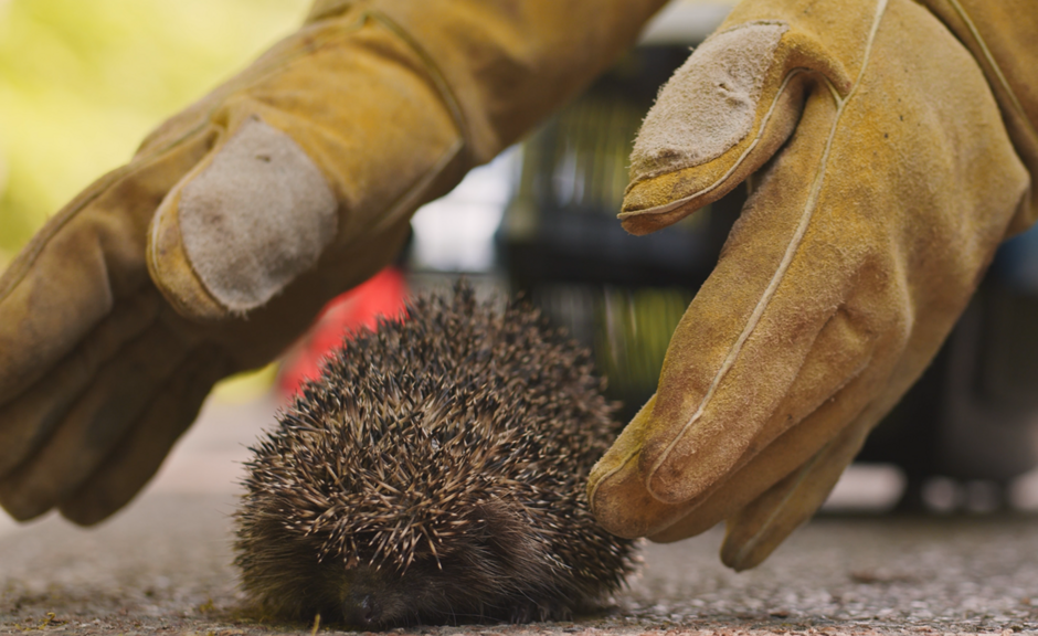 Fotografia przedstawiająca zabezpieczanie jeża