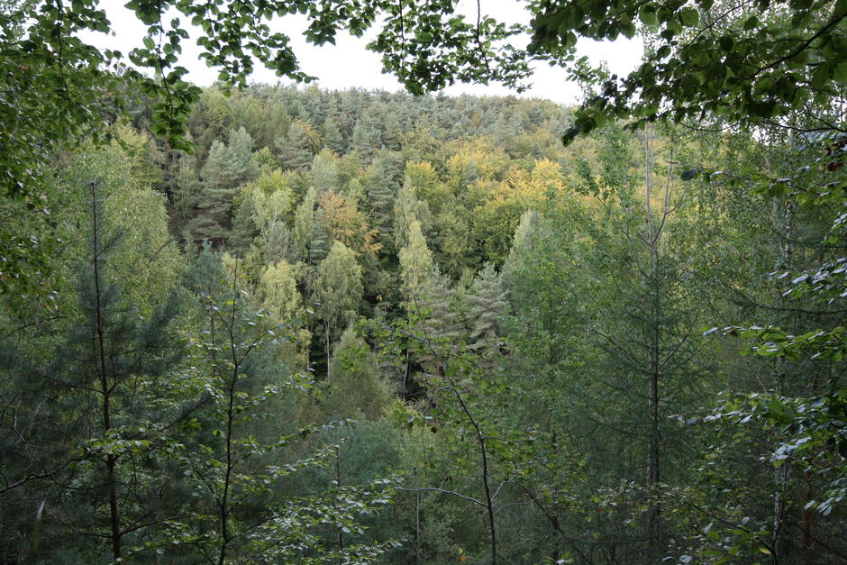 Widok na las z małego wzniesienia. 