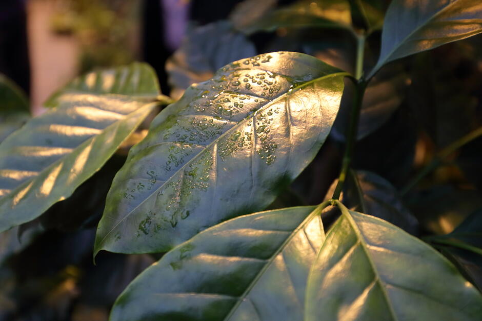 Na zdjęciu widać duże, lśniące liście rośliny, na których osadziły się drobne krople wody. Ciepłe światło podkreśla ich strukturę i intensywną zieloną barwę.

