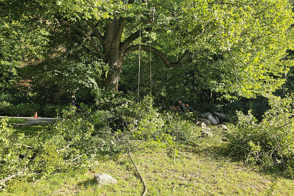Drzewo w parku, obok leżą odcięte gałęzie.