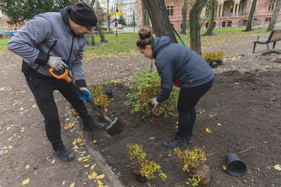mężczyzna i kobieta sadzą drzewo w parku. mężczyzna po lewej stronie trzyma łopatę. po prawej stronie rozrzucone są czarne doniczki i suszone liście. w tle możemy zobaczyć ławkę i drzewa, a także budynek z czerwoną ceglaną fasadą.