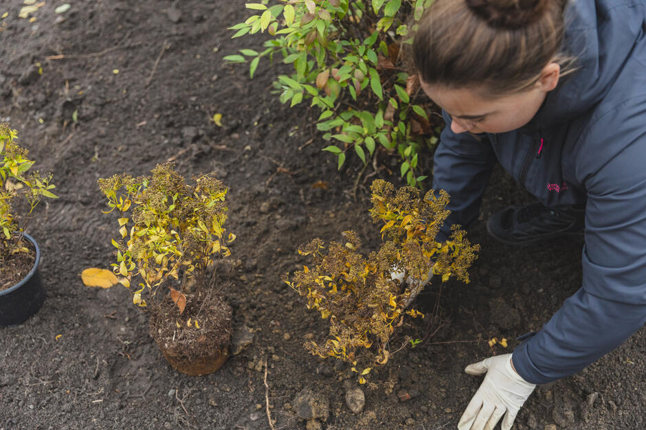 Na tym zdjęciu widzimy kobietę klękającą na ziemi i sadzącą małe drzewo w parku. Ma na sobie niebieską kurtkę i białe rękawice i wydaje się być skupiona na swojej pracy. Drzewo ma żółte liście i jest w trakcie sadzenia.