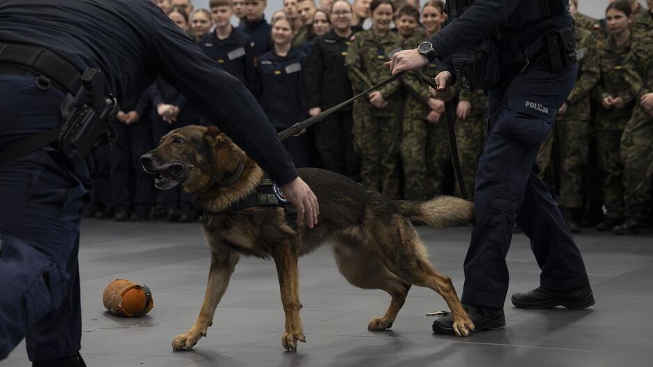 Młodzi ludzie w mundurach obserwują na sali szkolenie psa policyjnego.