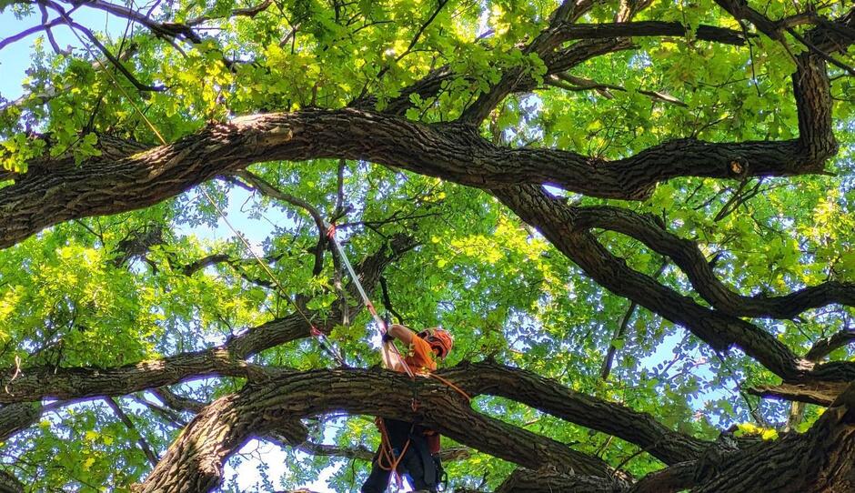 Przeprowadzanie zabiegów pielęgnacyjnych drzew