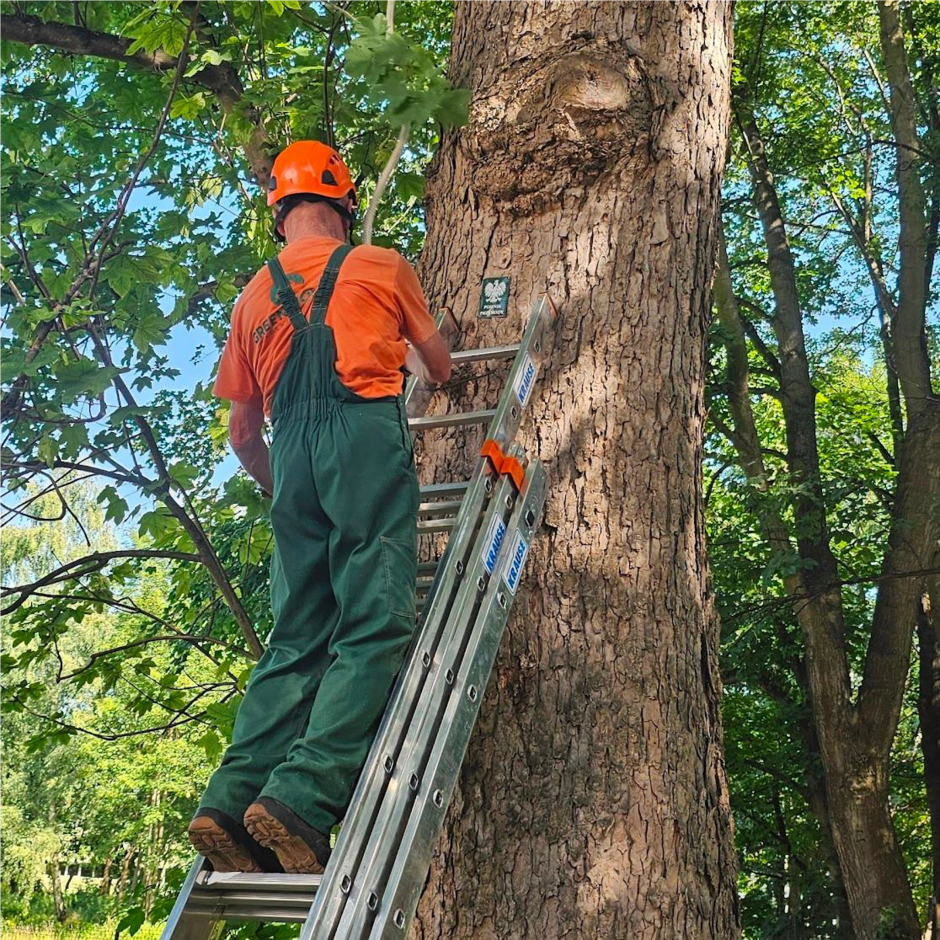 Przeprowadzanie zabiegów pielęgnacyjnych drzew