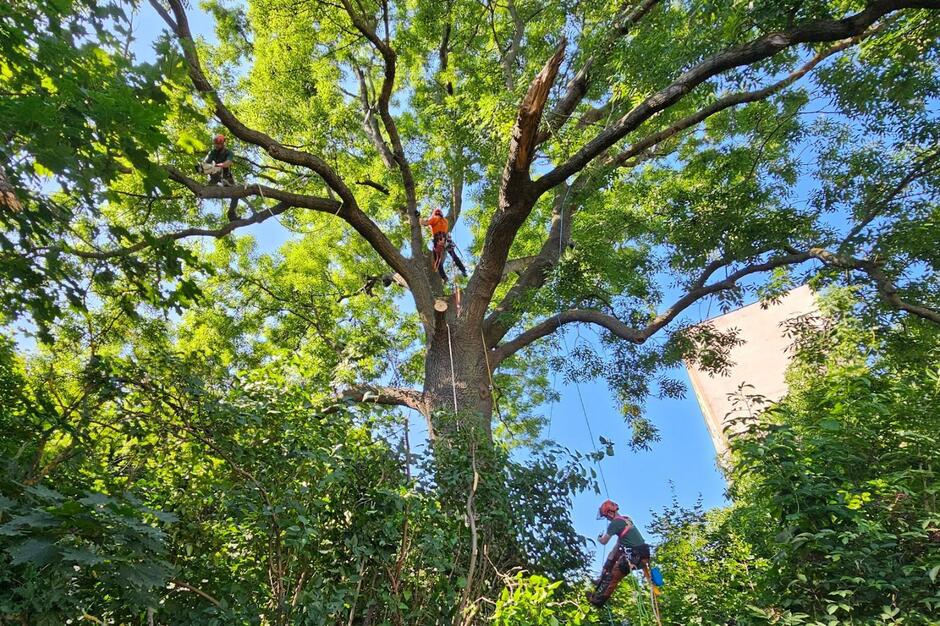 Przeprowadzanie zabiegów pielęgnacyjnych drzew