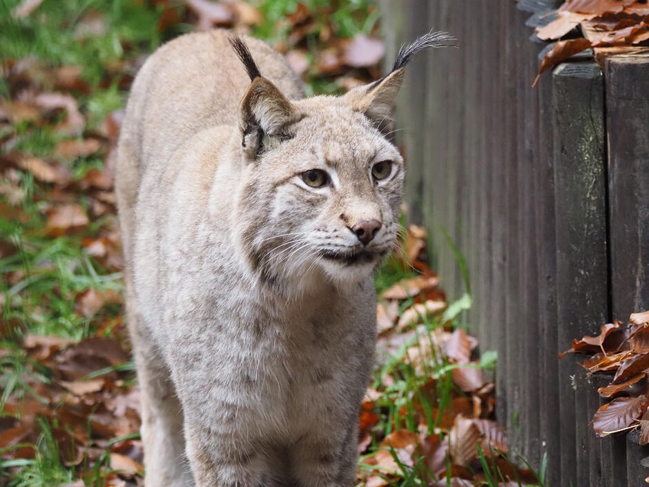 Ryś spaceruje po wybiegu w zoo.