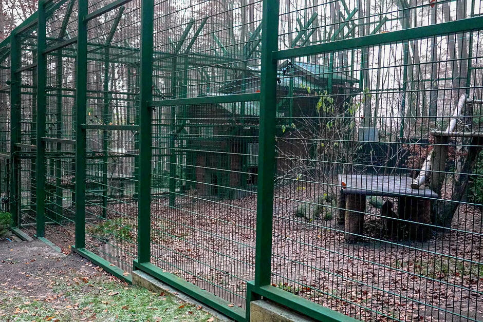 Duża woliera pomalowana na zielono w zoo. Pod drewnianą półka widać rysia.