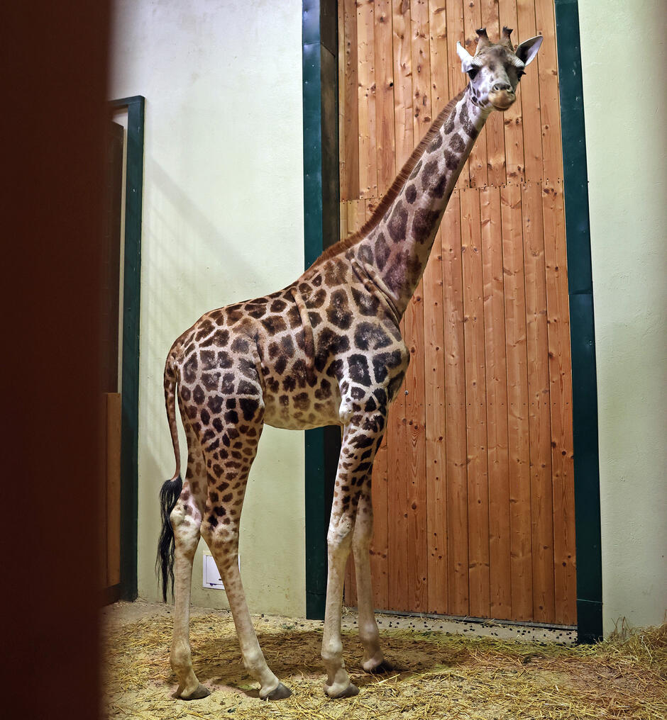 Młoda żyrafa stoi w żyrafiarni w zoo.