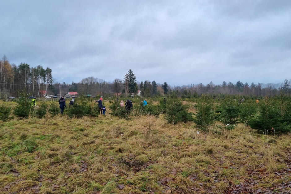 Ludzie chodzą pomiędzy małymi świerkami, żeby ściąć na święta.