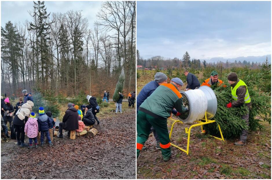 Kolaż dwóch zdjęć. Z lewej: ludzie, w tym dzieci siedzą wokół ogniska na leśnej polanie. Z prawej: leśnicy pakują choinkę na leśnej polanie.