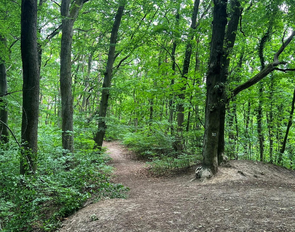 Las liściasty ze ścieżką pieszą i rowerową.