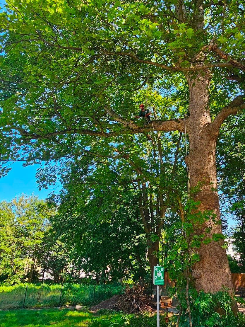 Fotografia przedstawiająca usuwanie jemioły z pomnika nr 467 – jesion przy ul. Do Studzienki, fot. GREEN NORD 