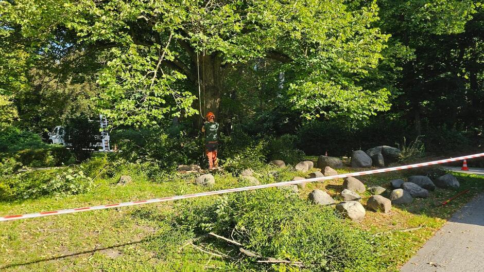 Fotografia przedstawiająca usuwanie jemioły z pomnika nr 1098 – lipa w Parku Oruńskim, fot. GREEN NORD