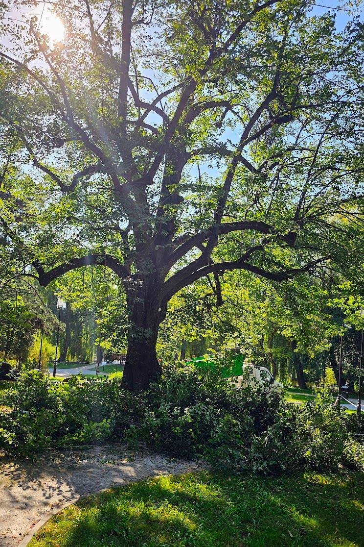 Fotografia przedstawiająca usuwanie jemioły z pomnika nr 1098 – lipa w Parku Oruńskim, fot. GREEN NORD