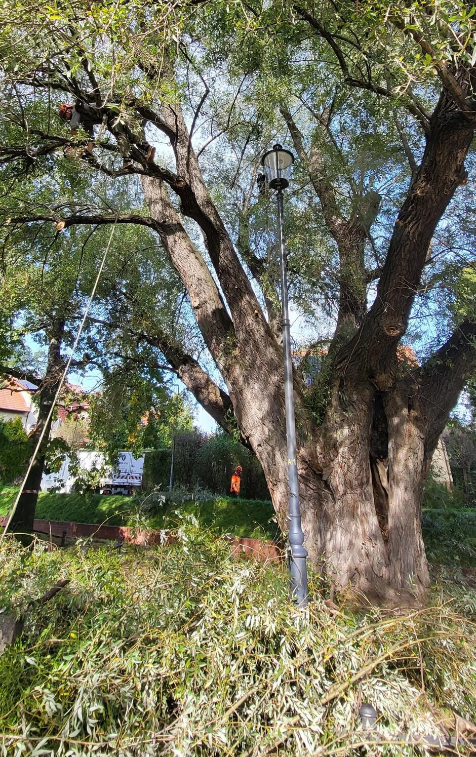 Fotografia przedstawiająca usuwanie jemioły z pomnika nr 1050 – wierzba w parku przy ul. Mierosławskiego, fot. GREEN NORD