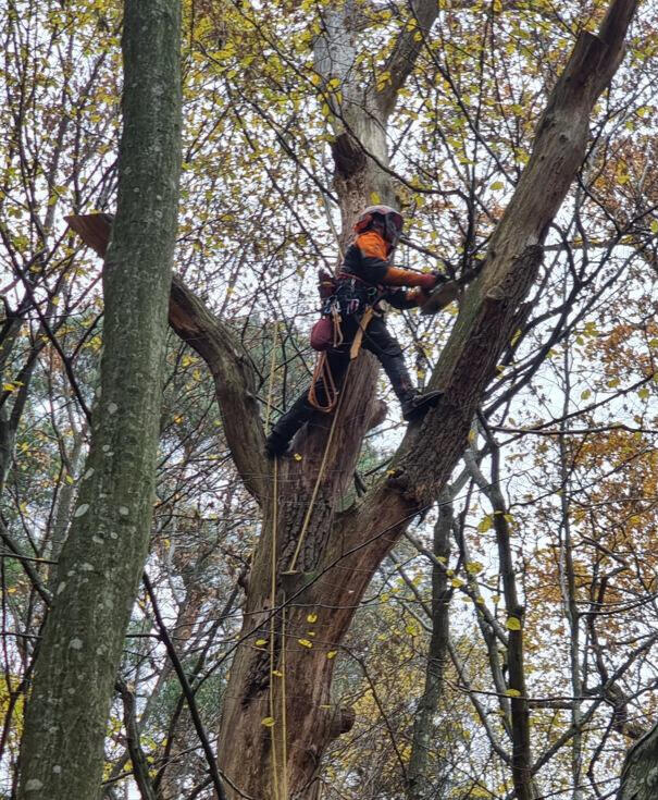 Fotografia przedstawiająca cięcie weteranizujące, fot. GREEN NORD