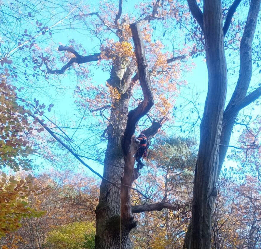 Fotografia przedstawiająca cięcie weteranizujące, fot. GREEN NORD