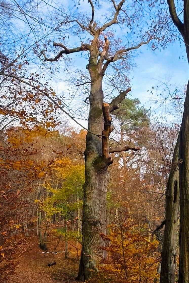 Pomnik przyrody nr 206/1 – dąb szypułkowy, Dolina Samborowo, fot. GREEN NORD