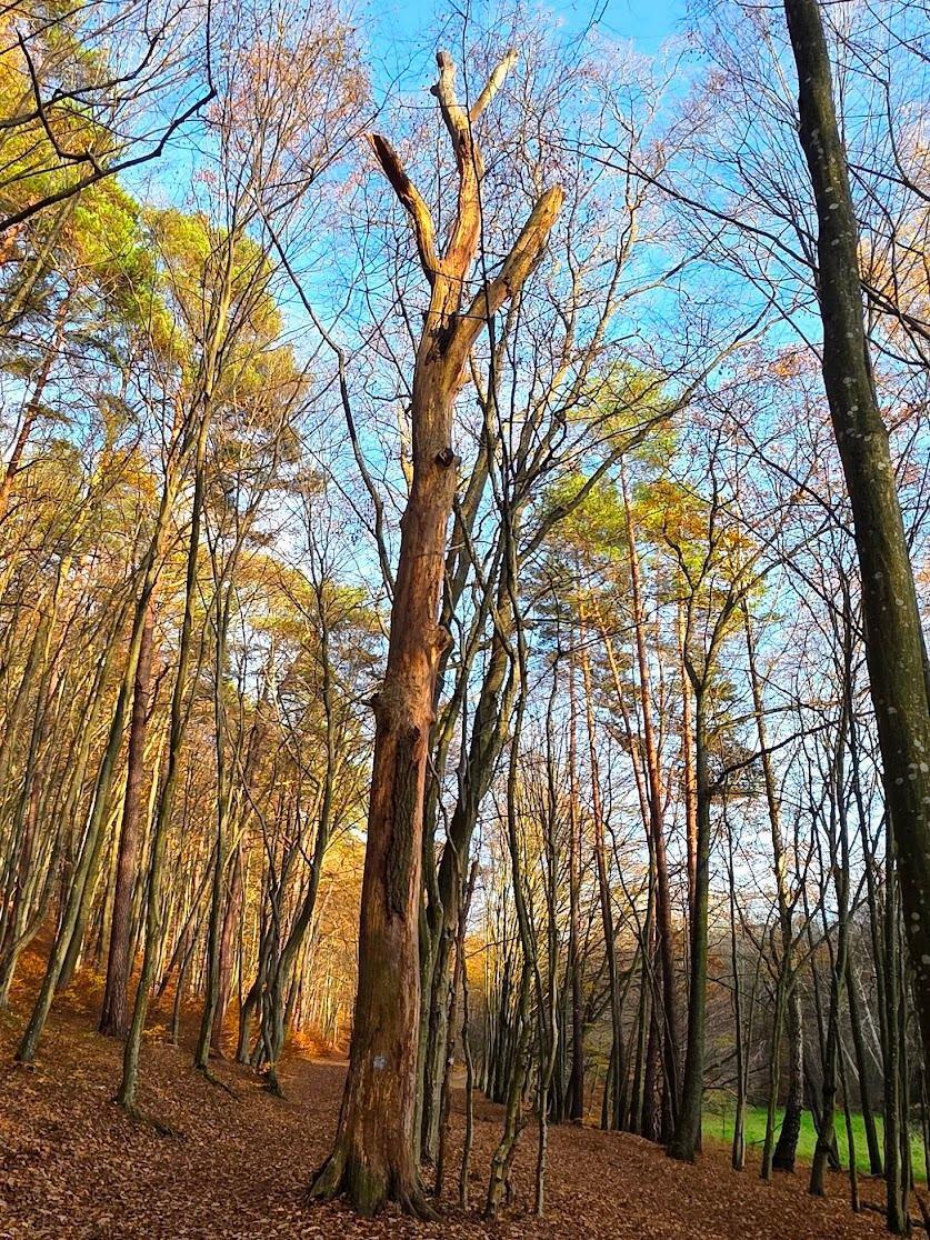 Pomnik przyrody nr 302/4 – dąb szypułkowy, Dolina Samborowo, fot. GREEN NORD