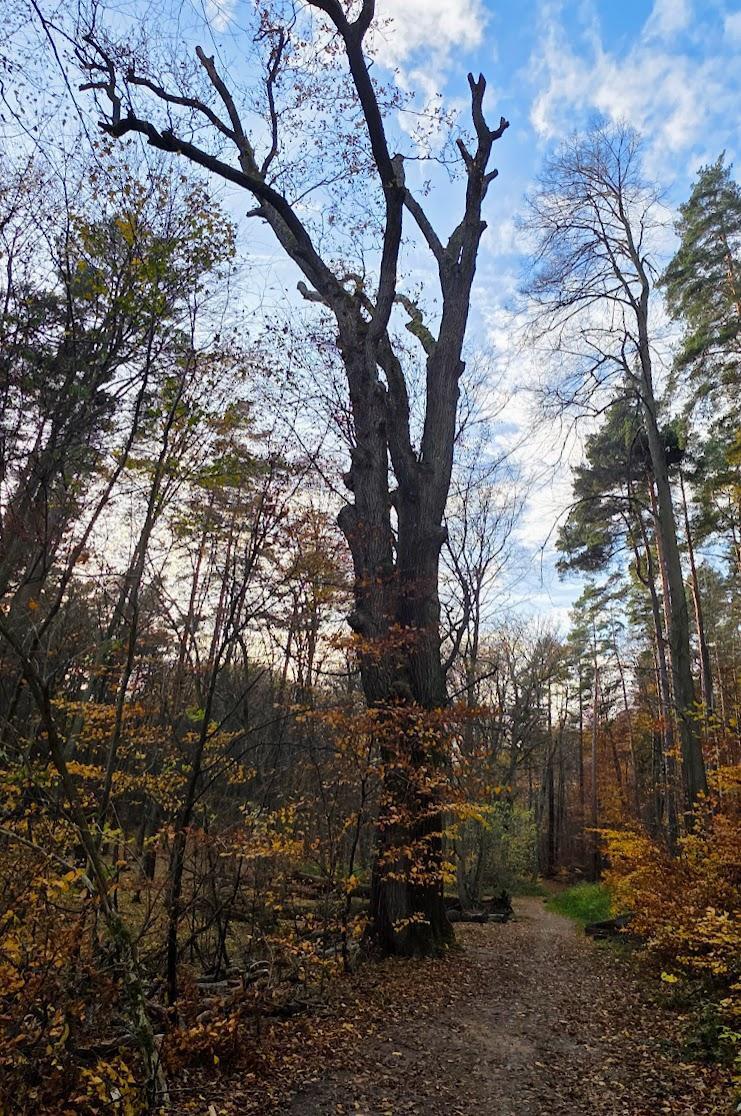 Pomnik przyrody nr 424/1 – dąb szypułkowy, Dolina Samborowo, fot. GREEN NORD