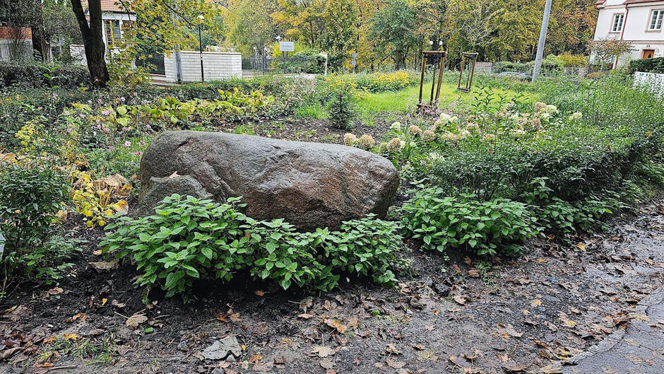Duży głaz narzutowy wkomponowany w rondo i zieleniec w mieście.