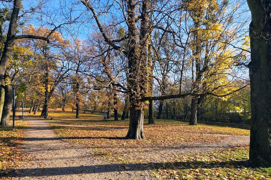 Kasztanowiec zwyczajny pomnik przyrody nr 1957 - 3 Maja-Park Śródmieście, fot. GREEN NORD