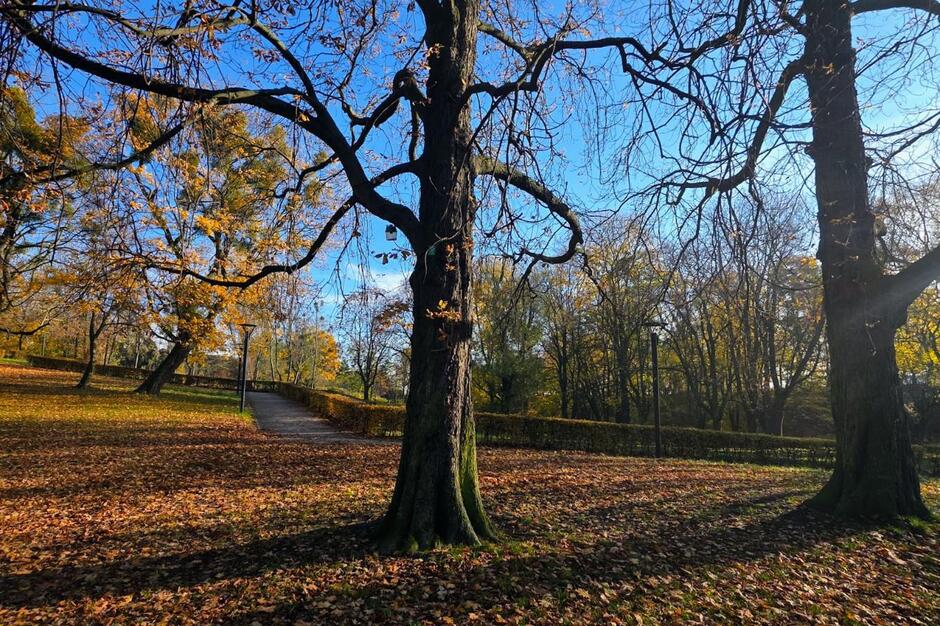 Kasztanowiec zwyczajny przyrody nr 1958 - 3 Maja-Park Śródmieście, fot. GREEN NORD