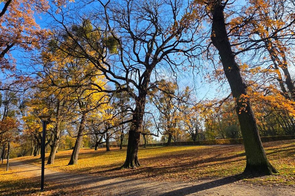 Kasztanowiec zwyczajny pomnik przyrody nr 1959 - 3 Maja-Park Śródmieście, fot. GREEN NORD
