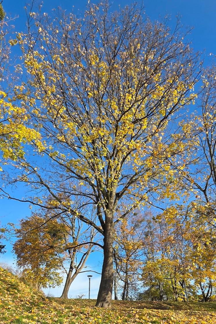 Klon jawor pomnik przyrody nr 1960 - 3 Maja-Park Śródmieście, fot. GREEN NORD