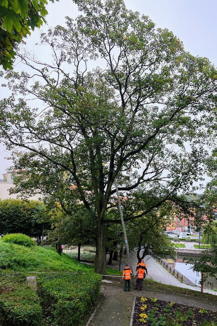 Klon jawor pomnik przyrody nr 1961 - 3 Maja-Park Śródmieście, fot. GREEN NORD