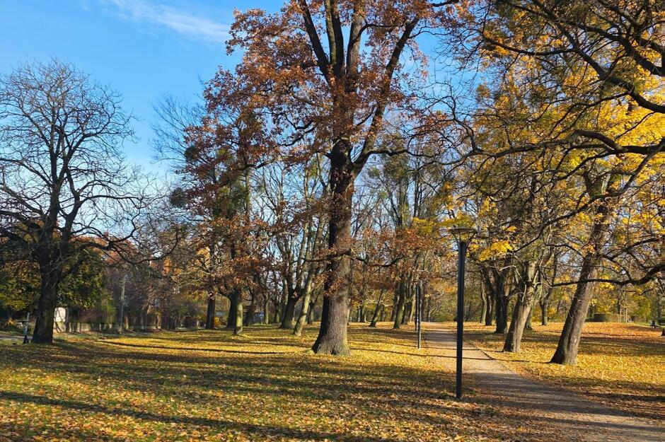 Dąb szypułkowy, pomnik nr 1953, 3 Maja-Park Śródmieście, fot. GREEN NORD